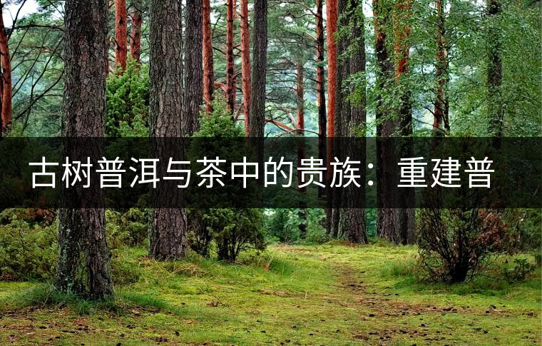 古樹普洱與茶中的貴族：重建普洱茶的生態(tài)系統(tǒng)
