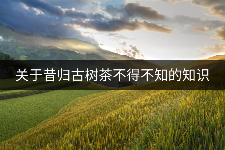 關(guān)于昔歸古樹茶不得不知的知識