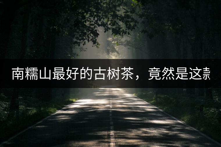 南糯山最好的古樹(shù)茶，竟然是這款！