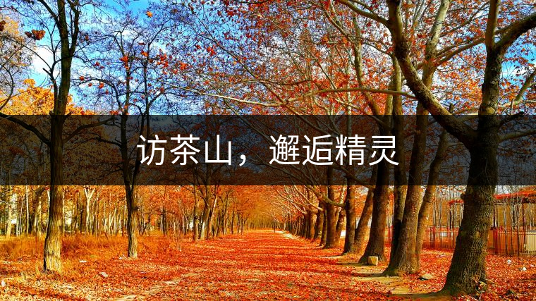 訪茶山，邂逅精靈