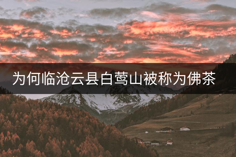 為何臨滄云縣白鶯山被稱為佛茶圣地？