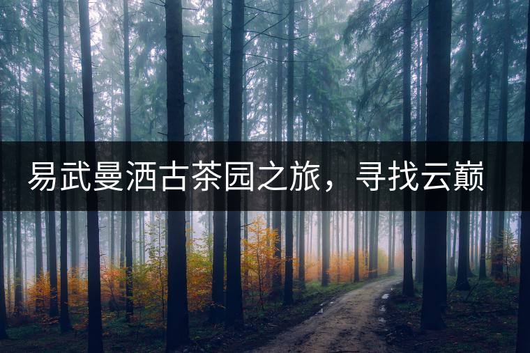 易武曼灑古茶園之旅，尋找云巔上的好茶