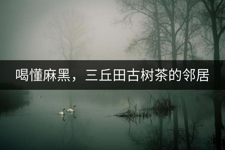 喝懂麻黑，三丘田古樹(shù)茶的鄰居