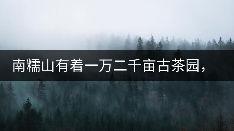 南糯山有著一萬二千畝古茶園，還有一棵枯死八百年樹齡的茶王樹