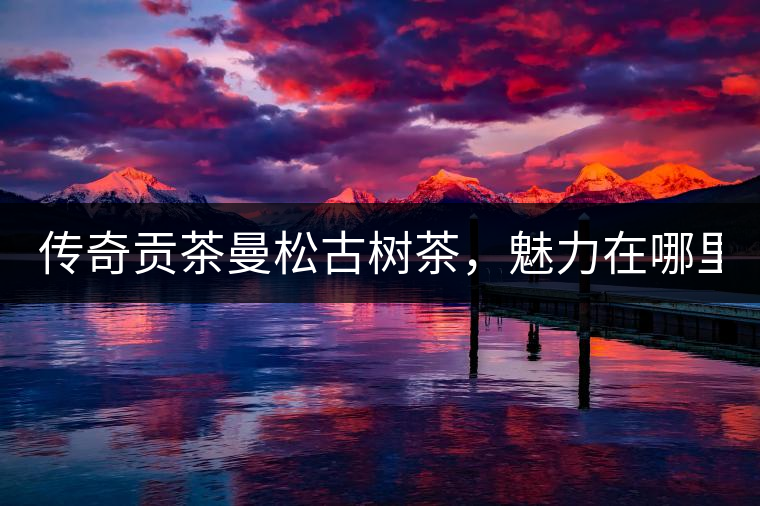 傳奇貢茶曼松古樹(shù)茶，魅力在哪里？