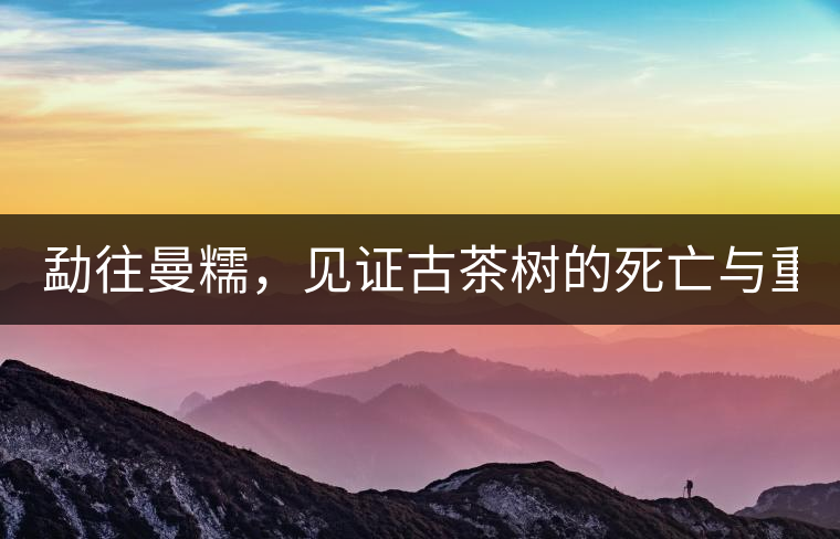 勐往曼糯，見(jiàn)證古茶樹(shù)的死亡與重生（上）