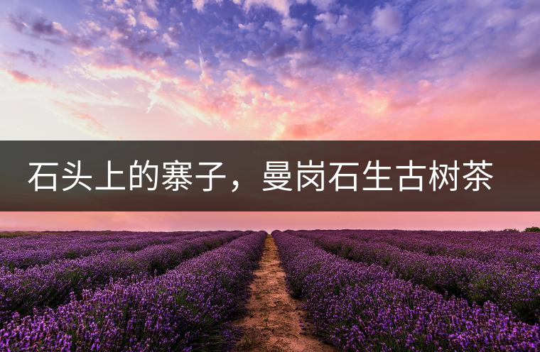 石頭上的寨子，曼崗石生古樹(shù)茶特點(diǎn)介紹