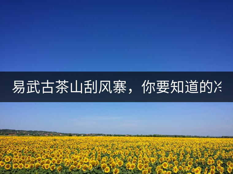 易武古茶山刮風寨，你要知道的冷知識！