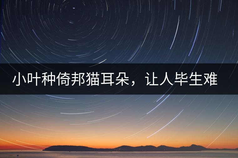 小葉種倚邦貓耳朵，讓人畢生難忘的茶香