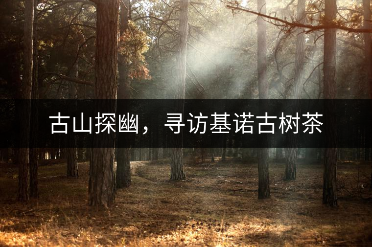 古山探幽，尋訪基諾古樹茶