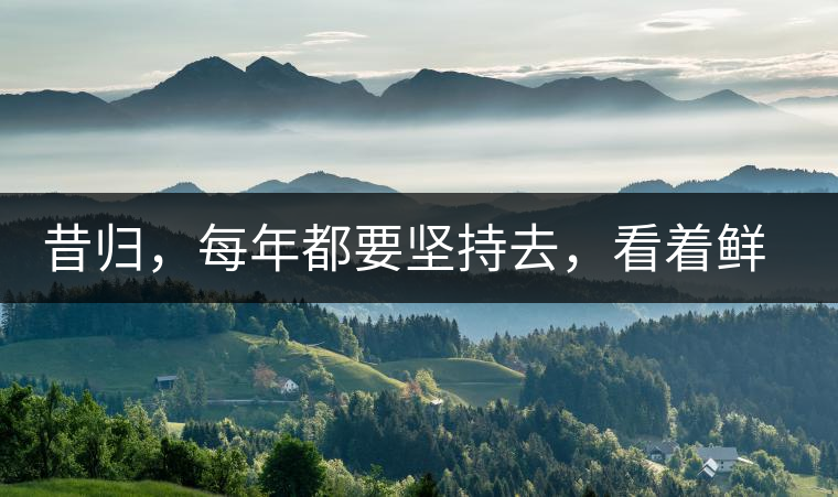 昔歸，每年都要堅持去，看著鮮葉都是香甜的