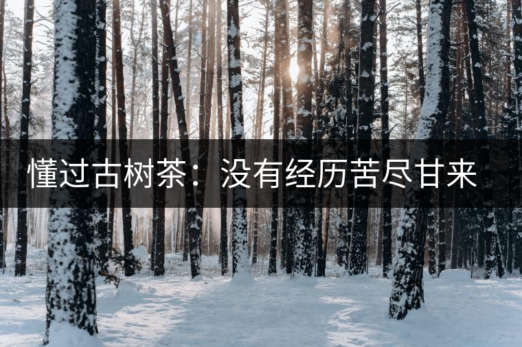 懂過古樹茶：沒有經(jīng)歷苦盡甘來的人，不足以談懂過
