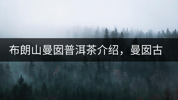 布朗山曼囡普洱茶介紹，曼囡古樹茶口感特點(diǎn)