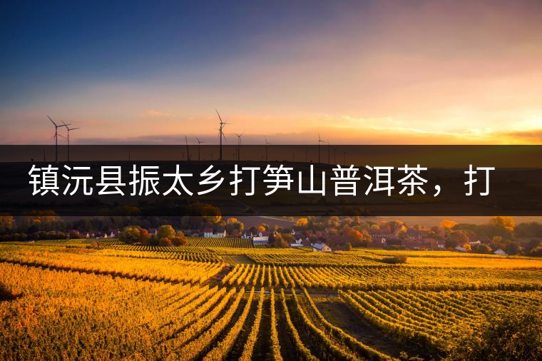 鎮(zhèn)沅縣振太鄉(xiāng)打筍山普洱茶，打筍山古樹茶口感特點