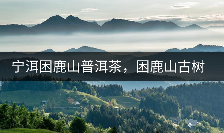 寧洱困鹿山普洱茶，困鹿山古樹茶口感特點(diǎn)
