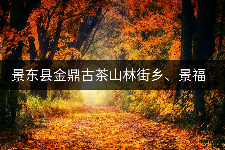 景東縣金鼎古茶山林街鄉(xiāng)、景福鄉(xiāng)、東鎮(zhèn)普洱茶