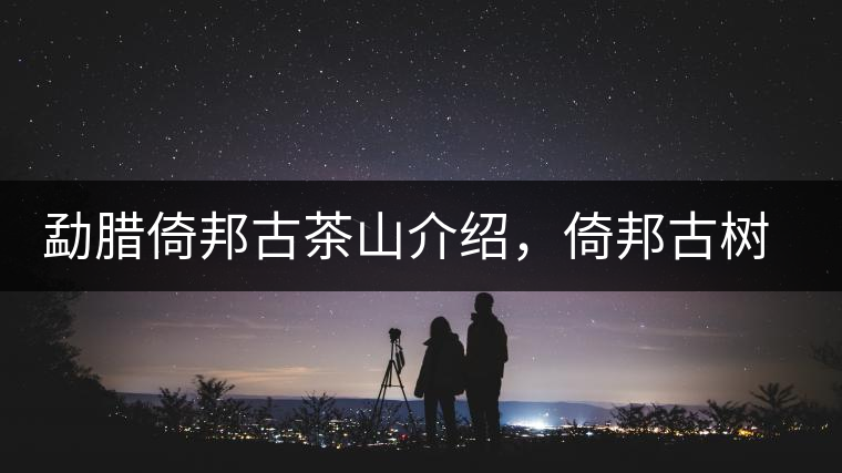 勐臘倚邦古茶山介紹，倚邦古樹茶口感特點(diǎn)