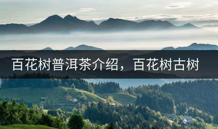 百花樹普洱茶介紹，百花樹古樹茶口感特點