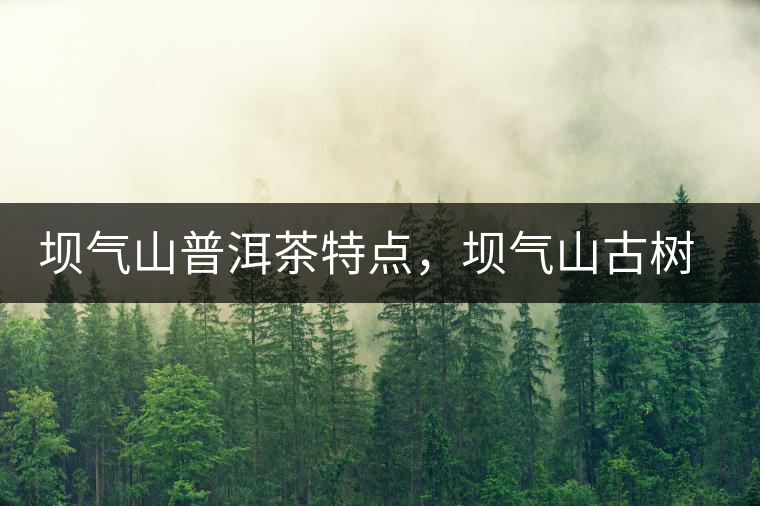 壩氣山普洱茶特點，壩氣山古樹茶介紹