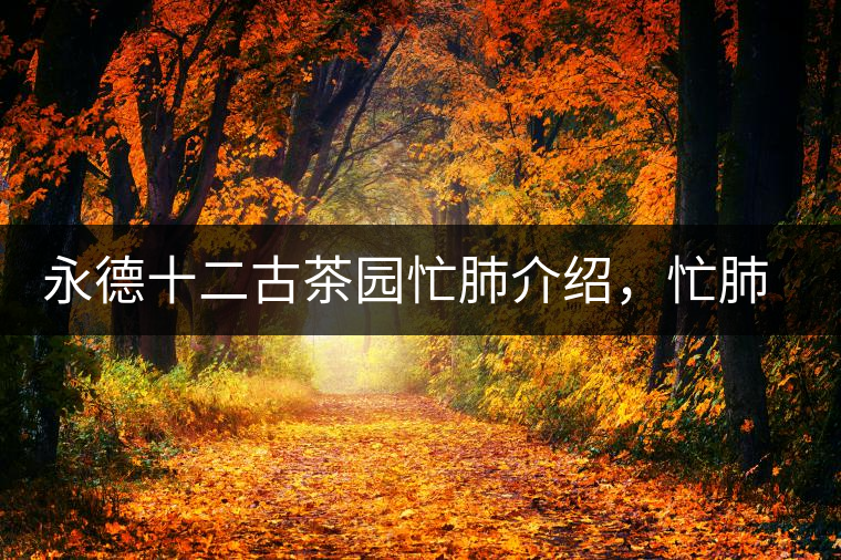 永德十二古茶園忙肺介紹，忙肺茶特點