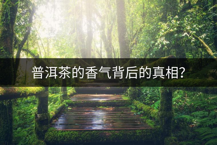 普洱茶的香氣背后的真相？