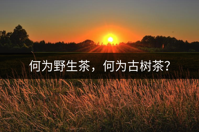 何為野生茶，何為古樹茶？