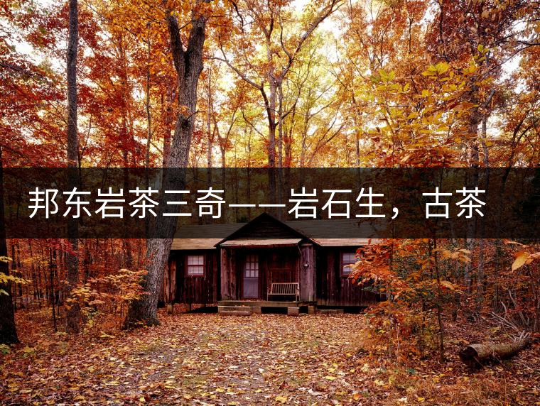邦東巖茶三奇——巖石生，古茶韻，原野香