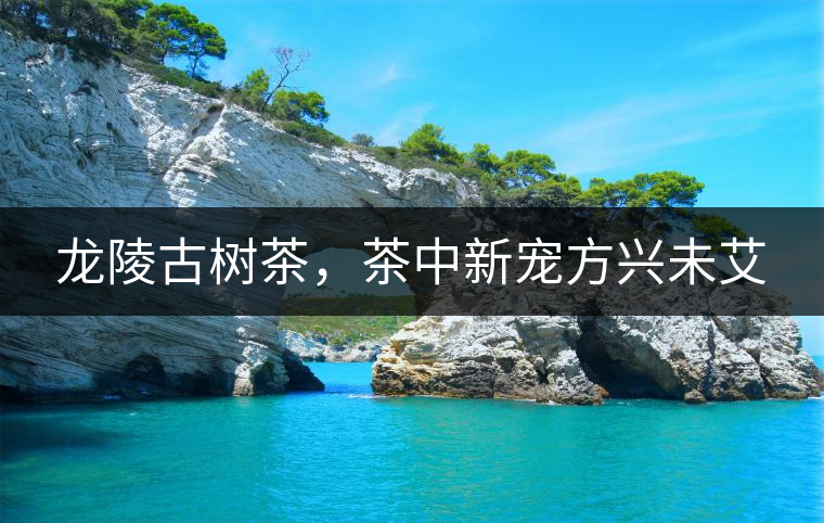 龍陵古樹茶，茶中新寵方興未艾