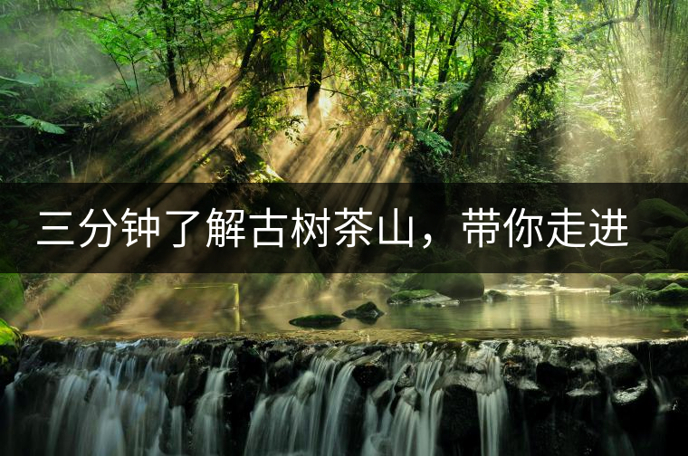 三分鐘了解古樹茶山，帶你走進(jìn)易武大漆樹古樹茶