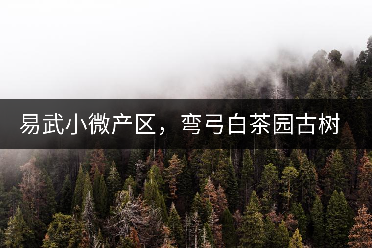 易武小微產(chǎn)區(qū)，彎弓白茶園古樹茶介紹