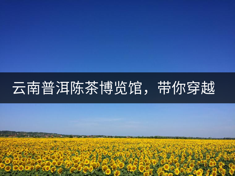 云南普洱陳茶博覽館，帶你穿越時光，品普洱老茶