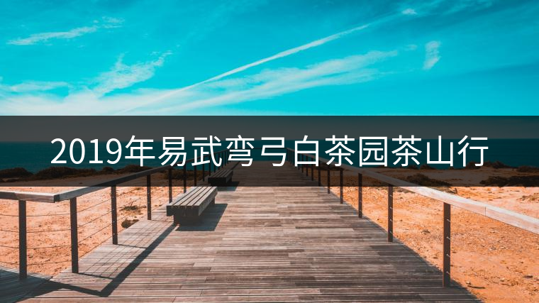 2019年易武彎弓白茶園茶山行