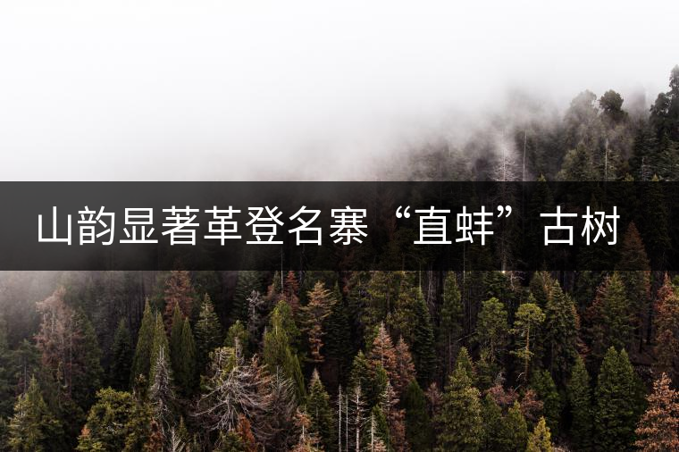 山韻顯著革登名寨“直蚌”古樹茶特點(diǎn)介紹 山韻顯著革登名寨“直蚌”古樹茶特點(diǎn)介紹