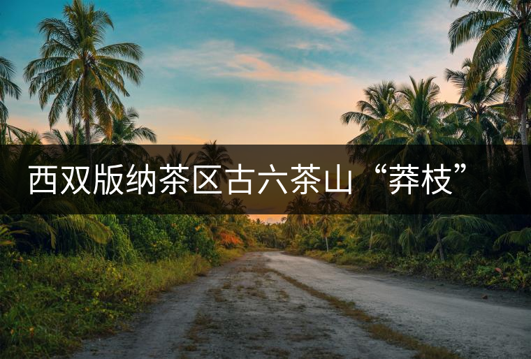 西雙版納茶區(qū)古六茶山“莽枝”古樹茶特點(diǎn)講解 西雙版納茶區(qū)古六茶山“莽枝”古樹茶特點(diǎn)講解