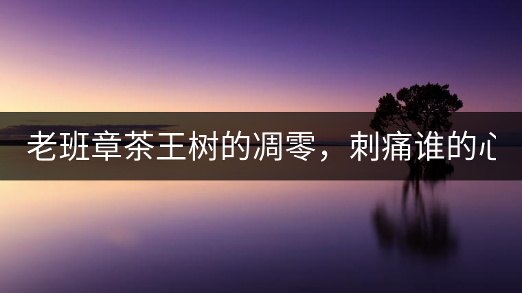 老班章茶王樹的凋零，刺痛誰的心？