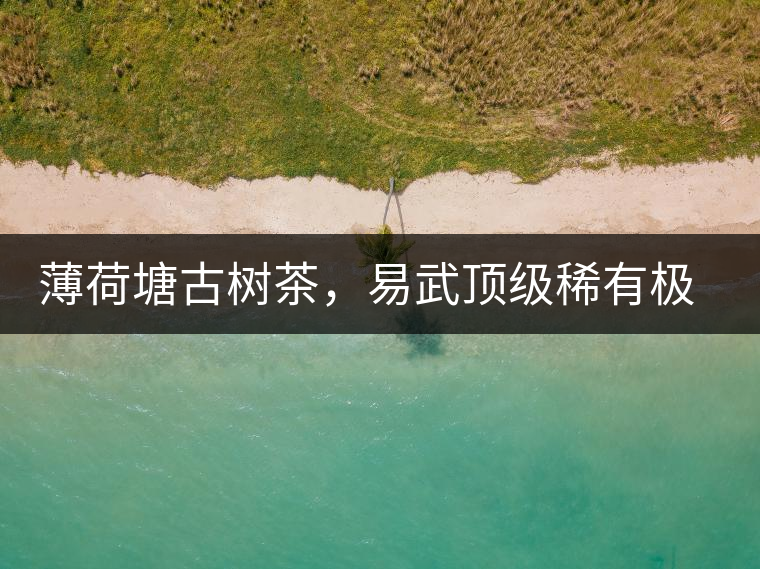 薄荷塘古樹(shù)茶，易武頂級(jí)稀有極品