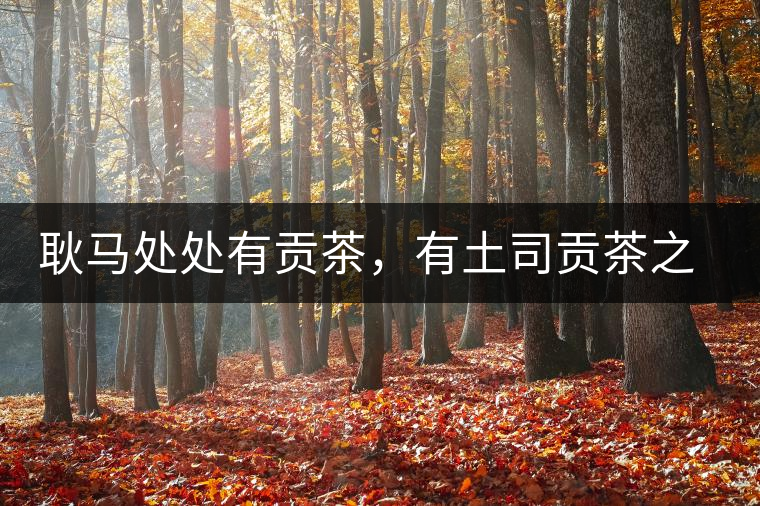 耿馬處處有貢茶，有土司貢茶之鄉(xiāng)之稱