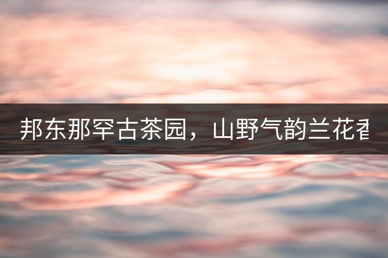 邦東那罕古茶園，山野氣韻蘭花香！
