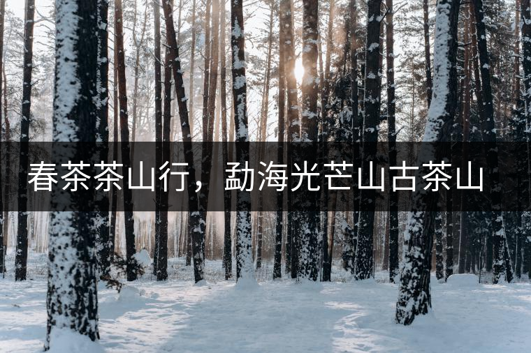 春茶茶山行，勐海光芒山古茶山你去過(guò)嗎？