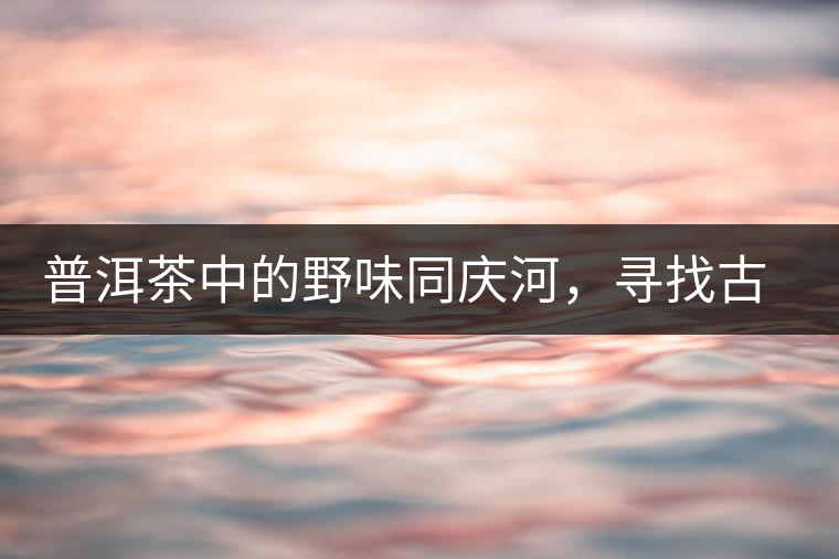 普洱茶中的野味同慶河，尋找古樹茶山新寵的蹤跡