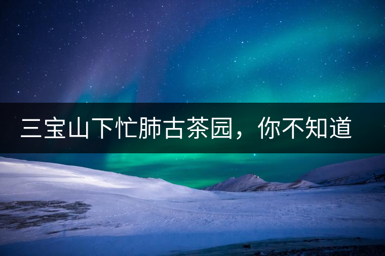 三寶山下忙肺古茶園，你不知道的古樹茶傳說(shuō)