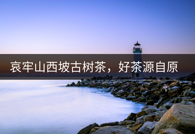 哀牢山西坡古樹茶，好茶源自原生態(tài)高山