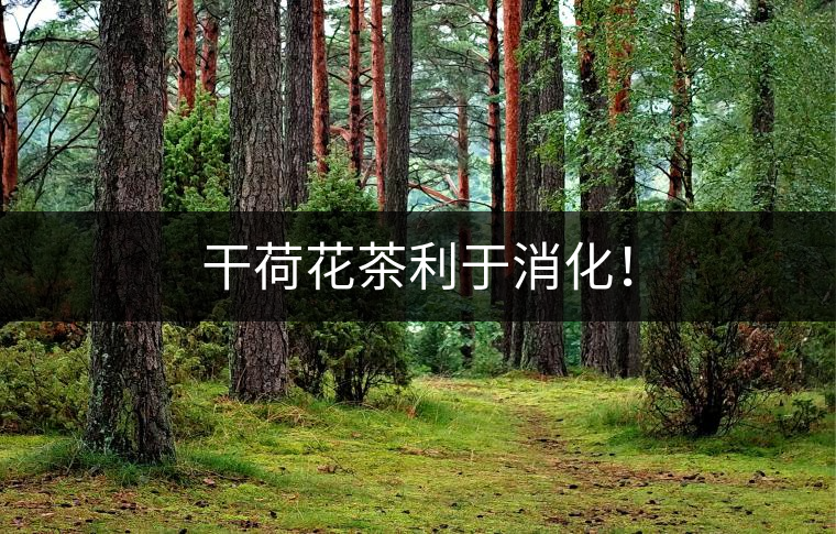 干荷花茶利于消化！