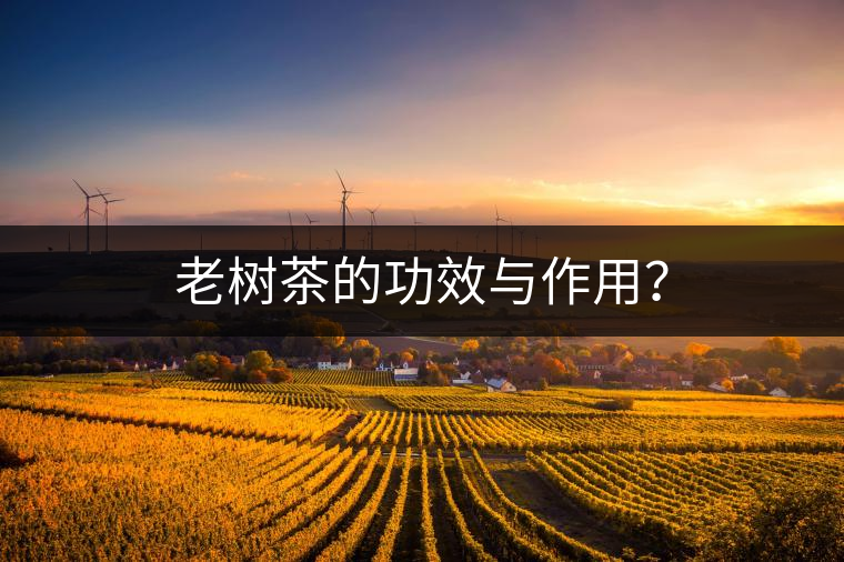 老樹茶的功效與作用？