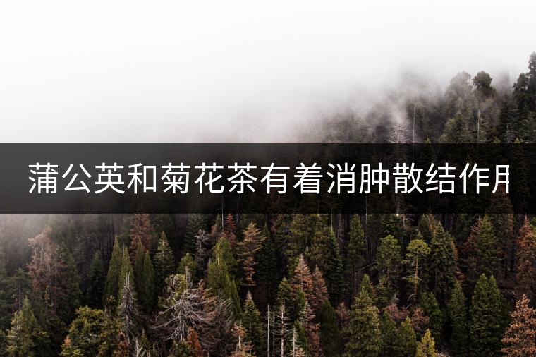 蒲公英和菊花茶有著消腫散結(jié)作用！