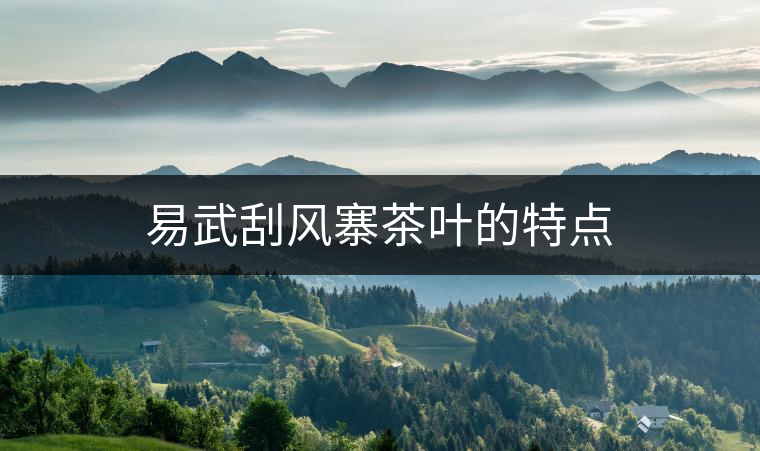 易武刮風寨茶葉的特點 易武刮風寨茶葉的特點