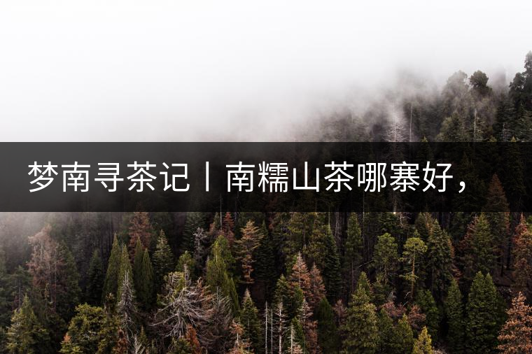 夢南尋茶記丨南糯山茶哪寨好，半坡老寨數(shù)第一