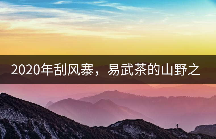 2020年刮風(fēng)寨，易武茶的山野之王-易武中聘號
