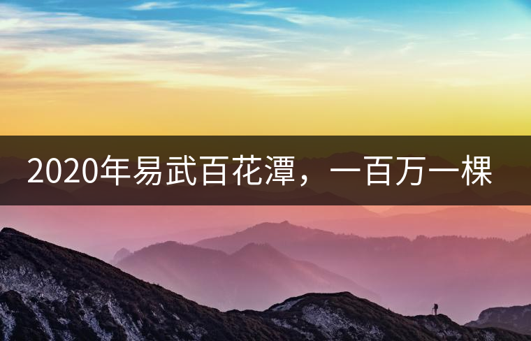 2020年易武百花潭，一百萬一棵樹-易武中聘號