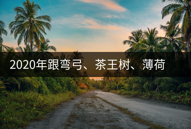 2020年跟彎弓、茶王樹(shù)、薄荷塘屬于同一山脈的神秘山頭-易武中聘號(hào)